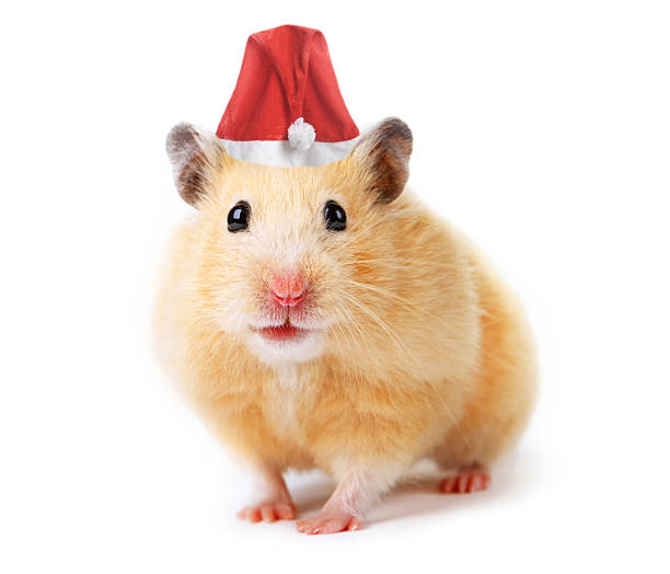 istock Christmas hamster isolated on white 502399892