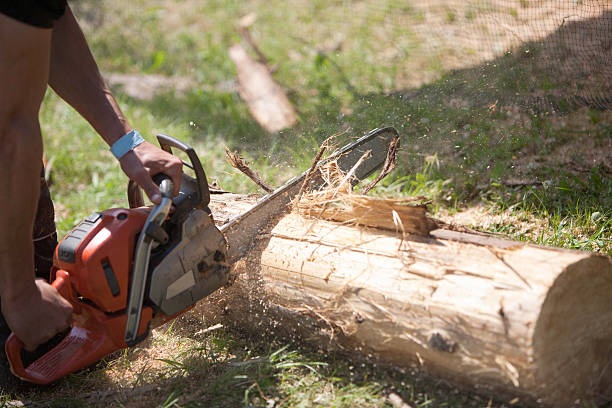 istock Tree surgeon ripping through a large wooden log 502400264
