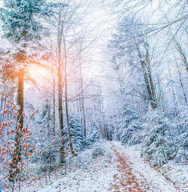 istock winter landscape trees in frost 502410592