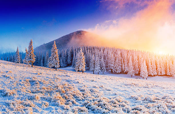 istock winter landscape trees in frost 502410916