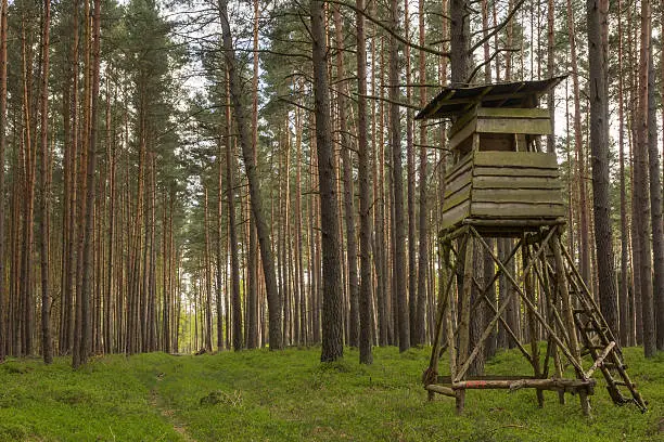 Photo of high seat at the edge of a forest