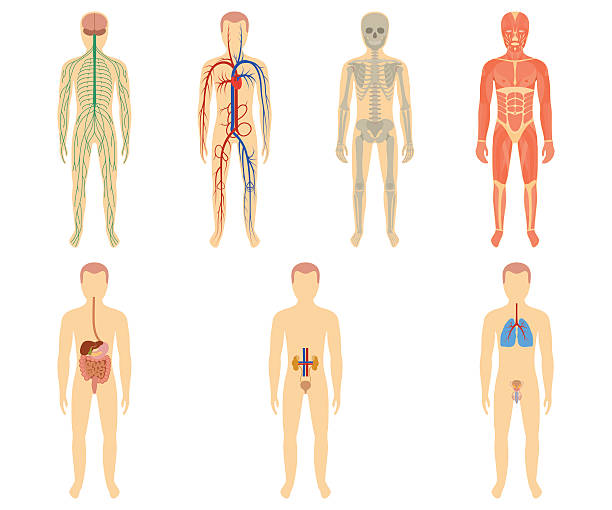 ilustrações, clipart, desenhos animados e ícones de conjunto de órgãos humanos e sistemas - human heart human cardiovascular system people human vein