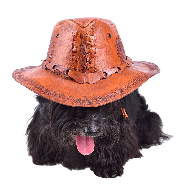 istock Dog in cowboy hat 502412950