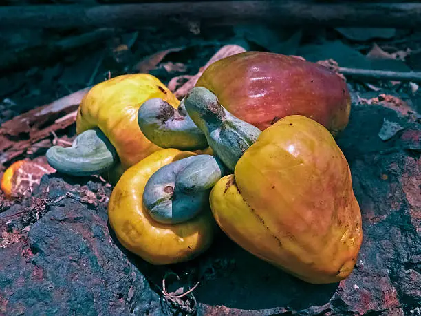 Cashew apples, Anacardium occidentale, Ratnagiri, Maharashtra, India