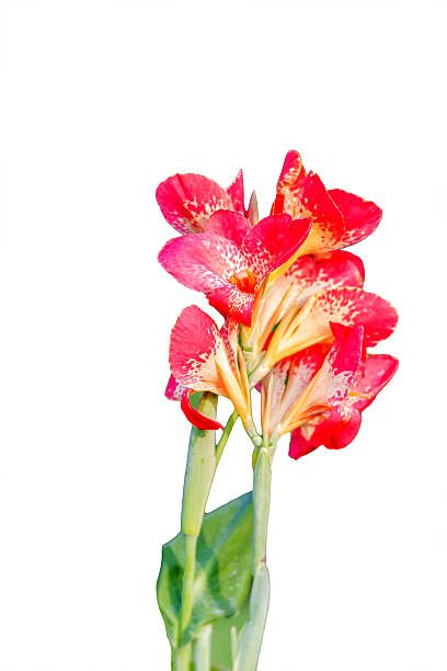 istock Red Canna flower (Canna indica) in isolated background 502415970