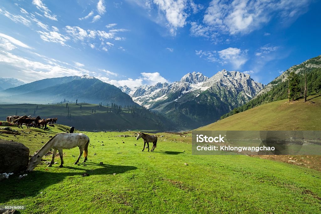 Horses grazing in a summer meadow with green Field Horses grazing in a summer meadow with mountain Agricultural Field Stock Photo