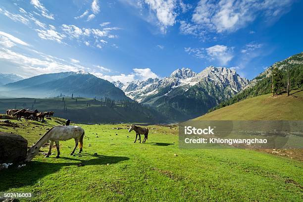 Horses Grazing In A Summer Meadow With Green Field Stock Photo - Download Image Now - Agricultural Field, Animal, Blue