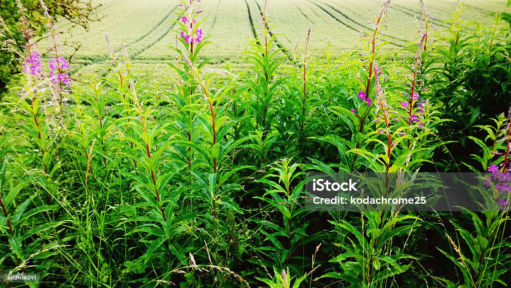field a field of wild flowers in the countryside in a rural environment Agricultural Field Stock Photo