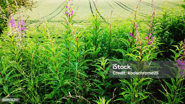 Field Stock Photo - Download Image Now - Agricultural Field, Agriculture, Cloudscape