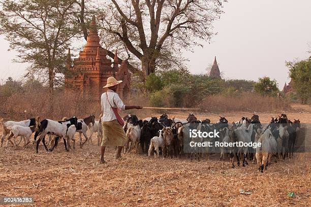 Hüten Ziegen In Myanmar Stockfoto und mehr Bilder von Abenddämmerung - Abenddämmerung, Architektur, Asiatischer und Indischer Abstammung