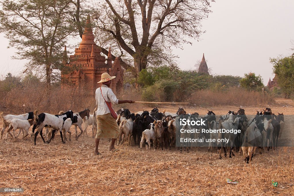 Imbrancare capre in Myanmar - Foto stock royalty-free di Agricoltore