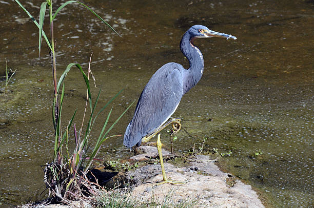 Great Blue Heron Great Blue Heron in Florida reflectivity stock pictures, royalty-free photos & images