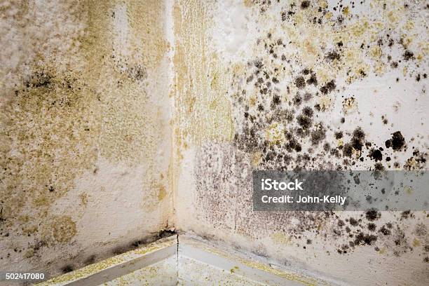 Mould In A House Stock Photo - Download Image Now - Fungal Mold, Wall - Building Feature, 2015