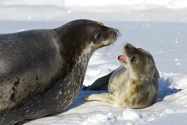 Photo of female Weddell seal and her pup that growls