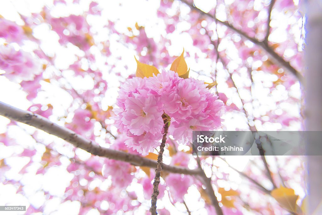 Blooming double cherry blossom branches, close up Backgrounds Stock Photo