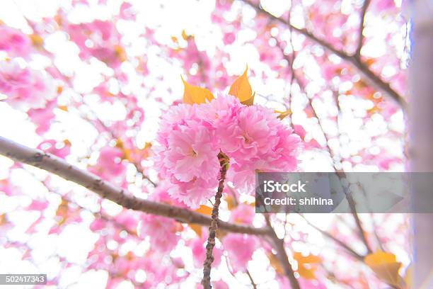 Blooming Double Cherry Blossom Branches Close Up Stock Photo - Download Image Now - Backgrounds, Beauty, Beauty In Nature
