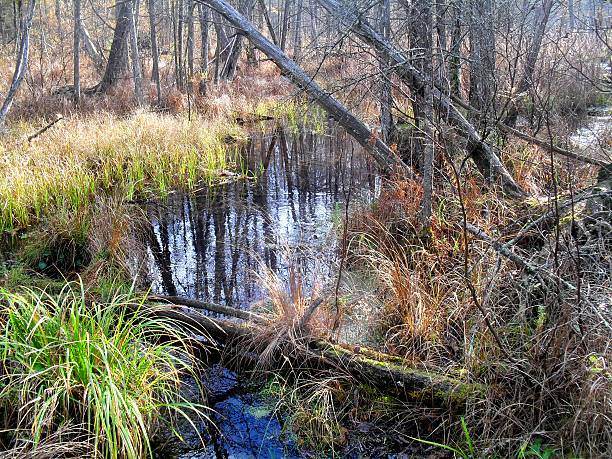 istock Tranquil creek in the wilderness 502417381