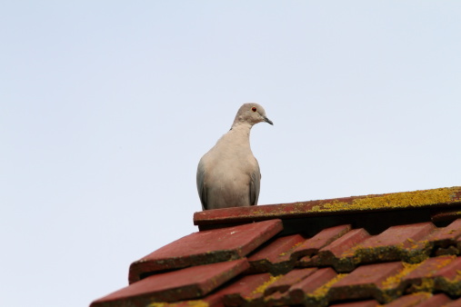 eurasian collared dove ( streptopelia decaocto ) standing on the roof