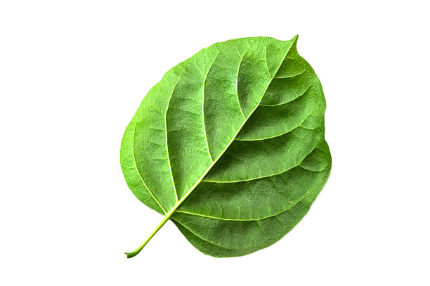 istock Macro, close-up  green leaves isolated with white background 502417888