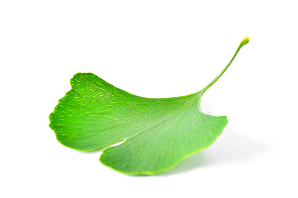 A leaf from the tree Gingko biloba, with its characteristic shape