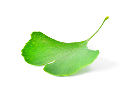 Ginkgo Biloba leaf isolated on white