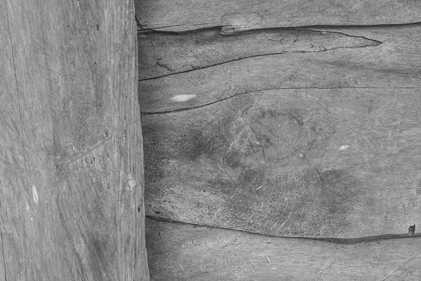 istock texture of bark wood 502417930