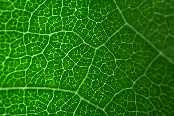 istock Macro, close-up  green leaves isolated with white background 502418150