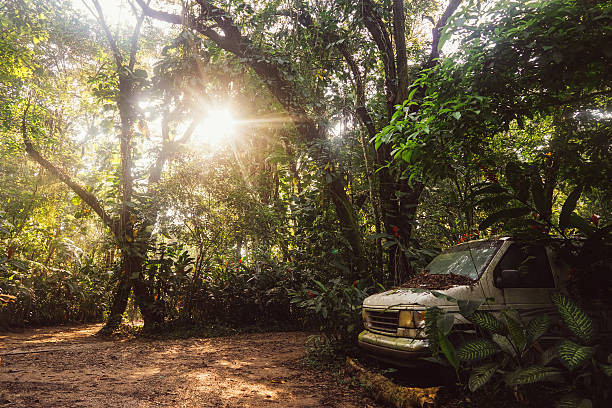 istock Lost in the jungle 502418410