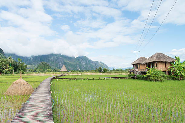 istock Walk way across rice field in Laos 502418416