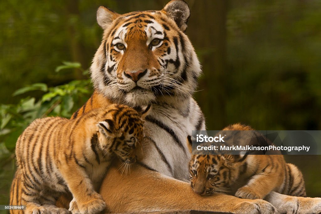Amur tigres de Sibérie-Panthera tigre Altaica) ( - Photo de Tigre libre de droits
