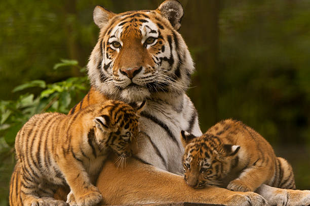 Siberian/Amur Tigers (Panthera Tigris Altaica) Siberian/Amur Tiger Cubs With Adult animal family stock pictures, royalty-free photos & images