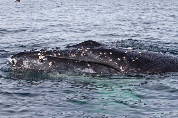 istock humpback whale's head that floats in the waters 502418525