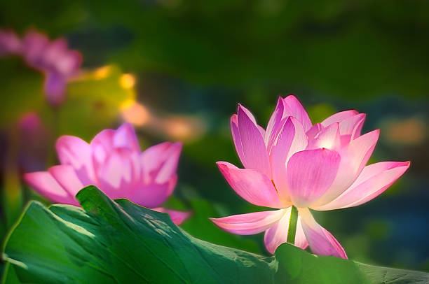 Lotus, Lotus, is considered sacred, clean, good luck, longevity, beauty, happiness symbol. tao of herbs pictures stock pictures, royalty-free photos & images