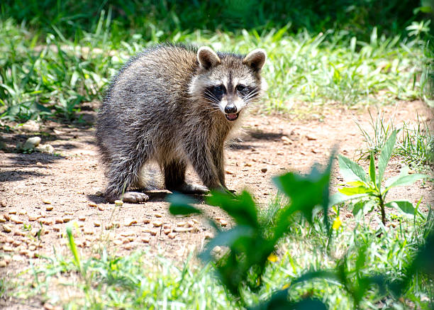 istock Baby Raccoon 502418577