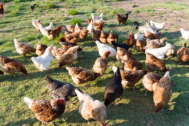 istock Free Range Foraging Chickens at Organic Farm 502418694