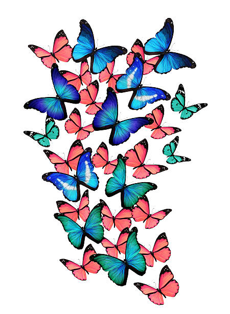 istock Many different buterflies, isolated on white 502418769