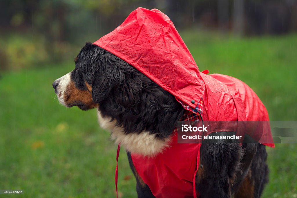 Cão Bernese Montanhês vestida para chuva - Foto de stock de Amor royalty-free