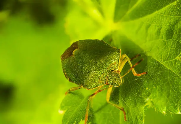 green bug Palomena prasina looking