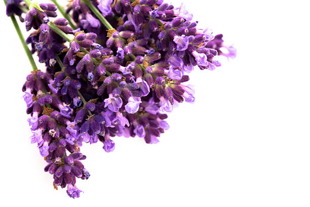 istock Lavender flowers on the white background 502419473