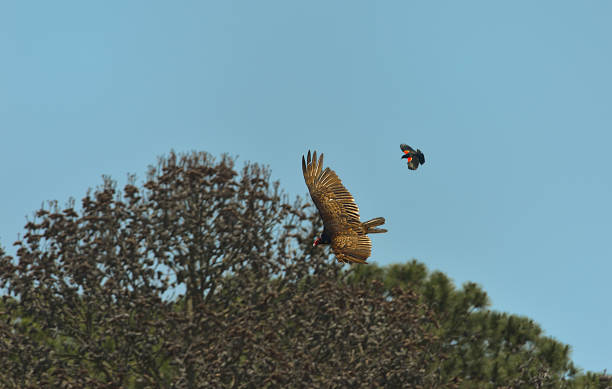 istock Turkey Vulture and male Red-winged Blackbird 502419559