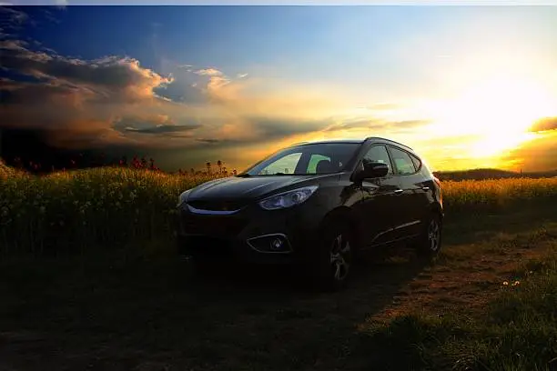 Car in the rapeseed field with sunset