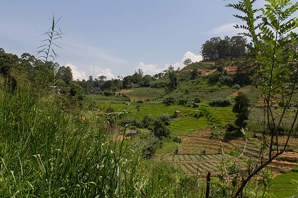 istock agriculture in sri lanka 502419757