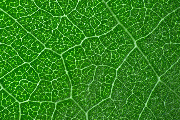 istock Macro, close-up  green leaves isolated with white background 502419776