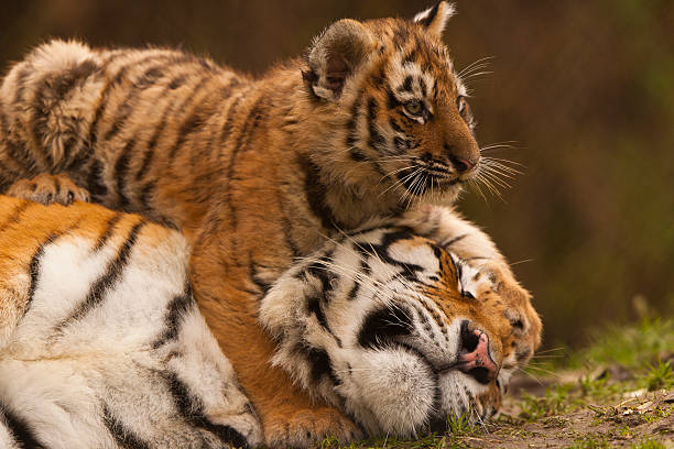istock Siberian/Amur Tiger (Panthera Tigris Altaica) 502419879