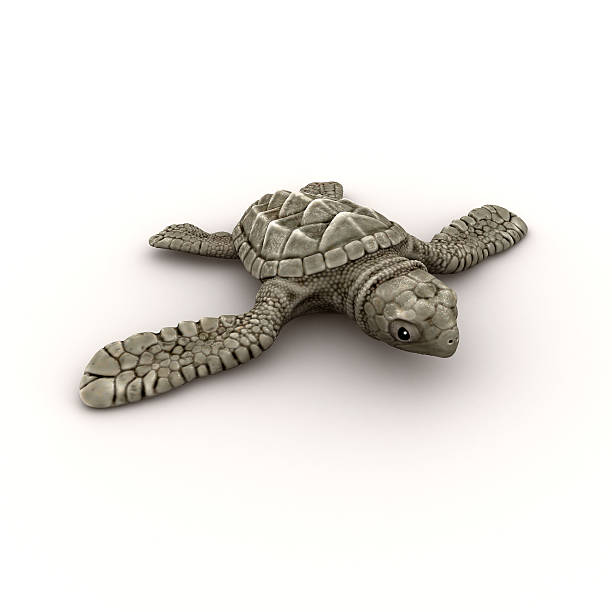 istock 3d Baby sea turtle 502420787