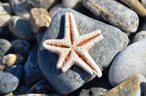 Cockleshells and a starfish lie on sand seacoast