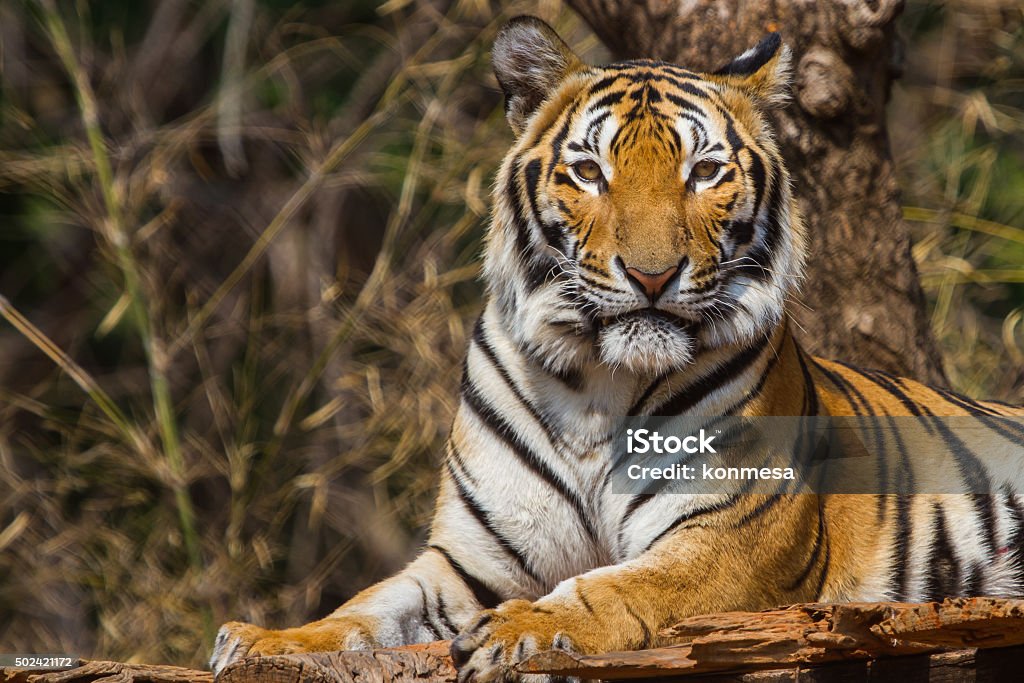 Tiger. Bengal Tiger Stock Photo