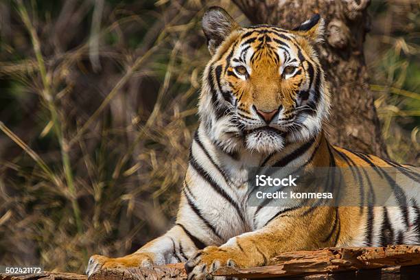 Tiger Stock Photo - Download Image Now - Bengal Tiger, Black Color, Tiger