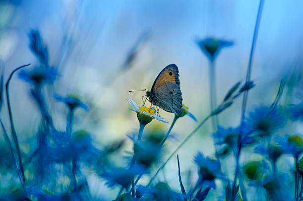 istock Butterfly on a daisy sun at sunrise, abstraction 502421631