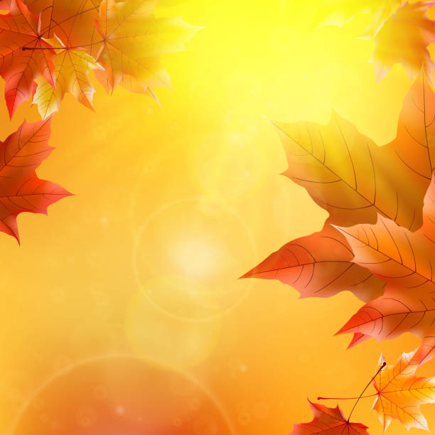 istock Delicate autumn sun with glare on gold sky. 502421653